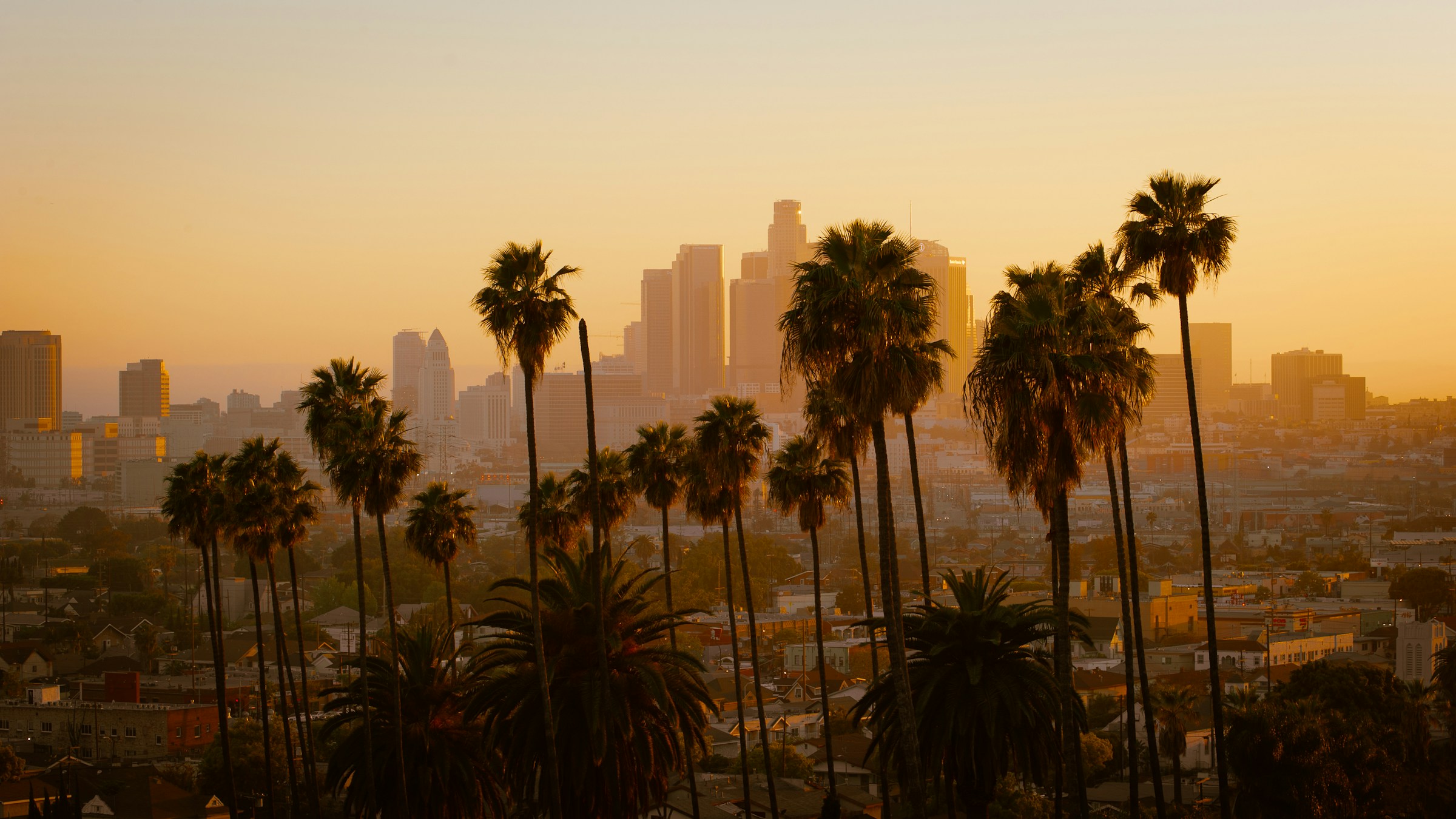 Los Angeles skyline and palm trees
